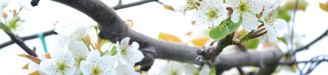 catori's header image
