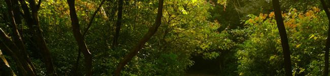 ynk23's header image
