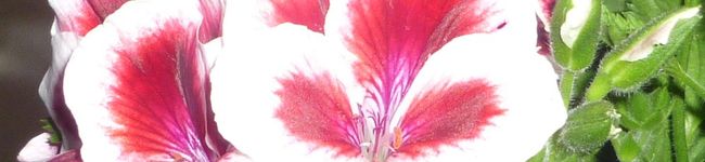 元気虫's header image