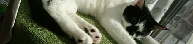 柴わんこコロ's header image