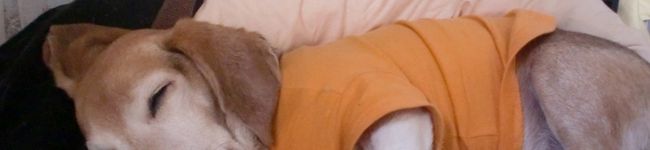 BIGクロ's header image