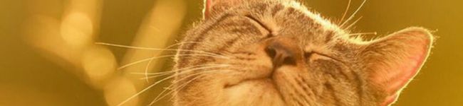 キキどこいった's header image