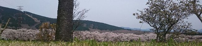 shiokujira's header image