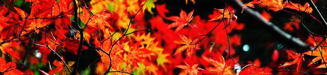 えす＠'s header image