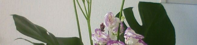 sayaぐり's header image