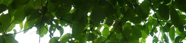 緑緑甜's header image