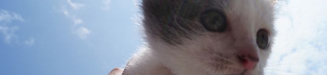 モンチッチー☆'s header image