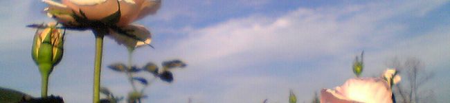 ☺しの☺'s header image