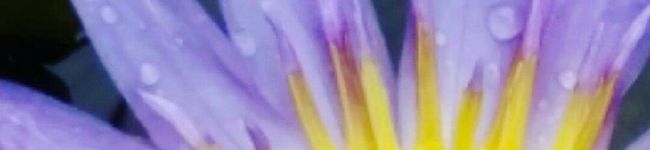 モアモアモアモア's header image