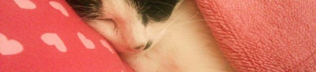 osetora's header image