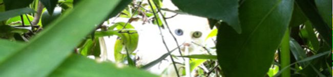 弱虫サン太's header image