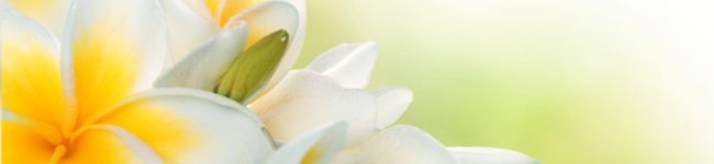877jewel's header image
