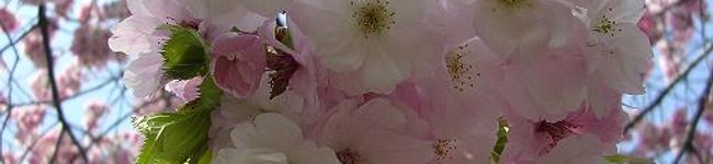 まな★'s header image