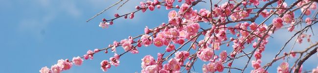 梅秋桜's header image