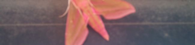 Foxe's header image