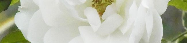 rose3020's header image