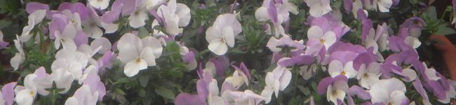 ｐｅｒｉｐｉ”'s header image