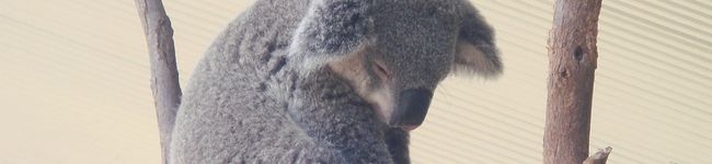 AmyWong's header image