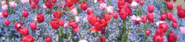 Akihoたん's header image
