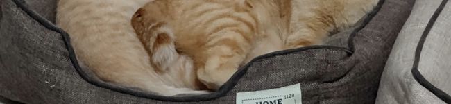 ザ・ワンピース's header image