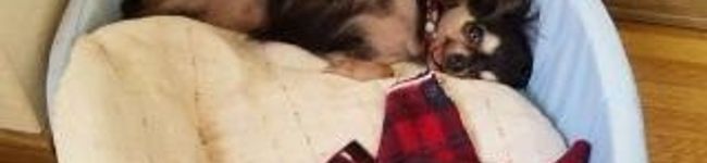 boka's header image