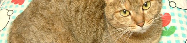 ねこのしん's header image