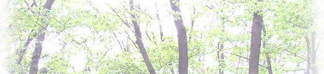 ちょんぽん's header image