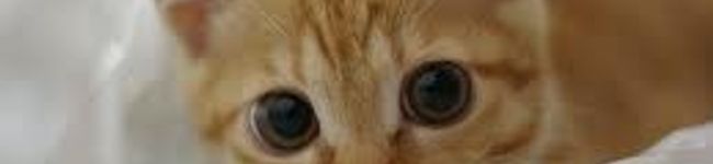 cat_ykn's header image