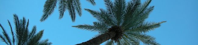 Sandi's Mom's header image