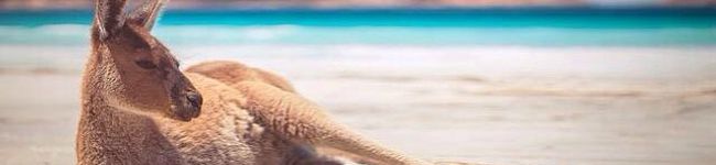 sonchorn's header image