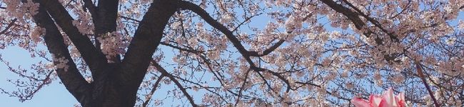 ムンジュニ's header image