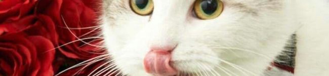 Shaohoo's header image