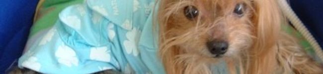 eokico's header image