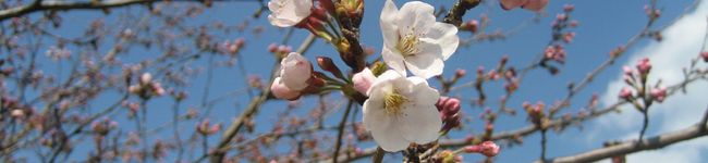 ayanyan's header image