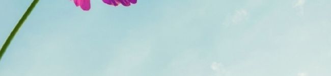 ミッフィーこき's header image