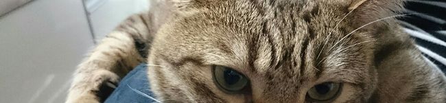 にゃんころMAX's header image
