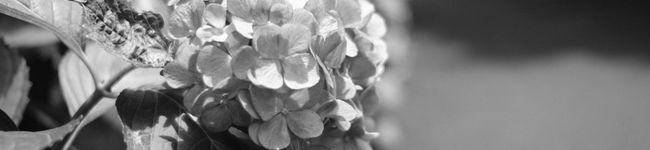 Mr漆's header image