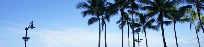 Lealy's header image
