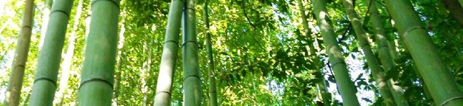 森林浴子's header image