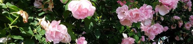 腹ぺこCherry's header image