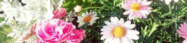はる♡もも's header image