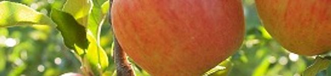 はなマロン's header image