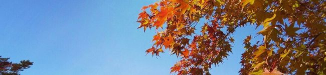 HaLu＊'s header image