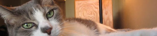 Meow's header image