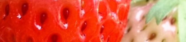 ＊rana＊'s header image
