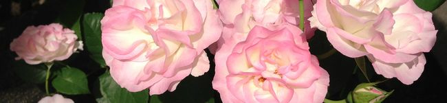 ayamammy's header image