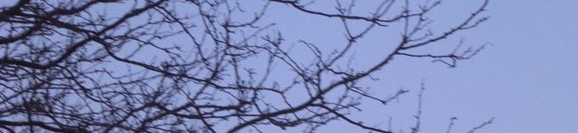 ホープ's header image