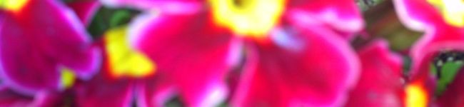 KARIKORI＊'s header image