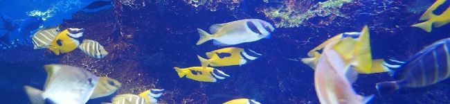 ねずぎょぷさる's header image