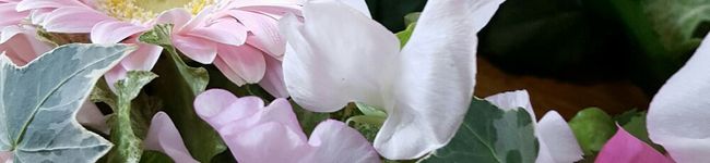 Ｅｒｉｋｏ＊'s header image
